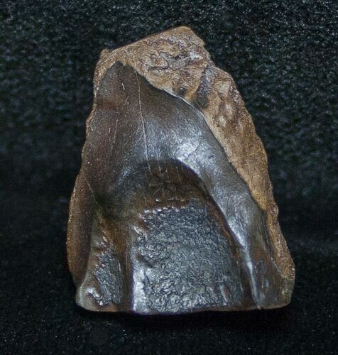 Nice Quality Triceratops Shed Tooth - Montana #8661